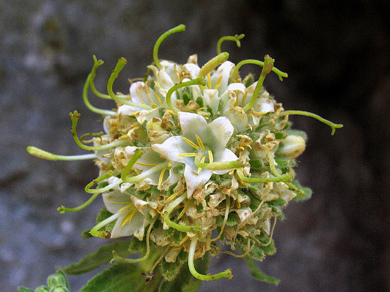 Campanula petraea L. / Campanula del monte Baldo